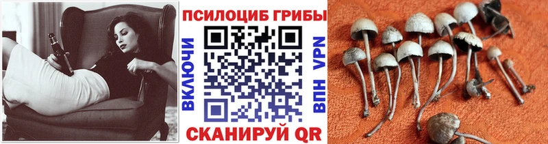 Псилоцибиновые грибы Psilocybe  hydra tor  Ярцево 