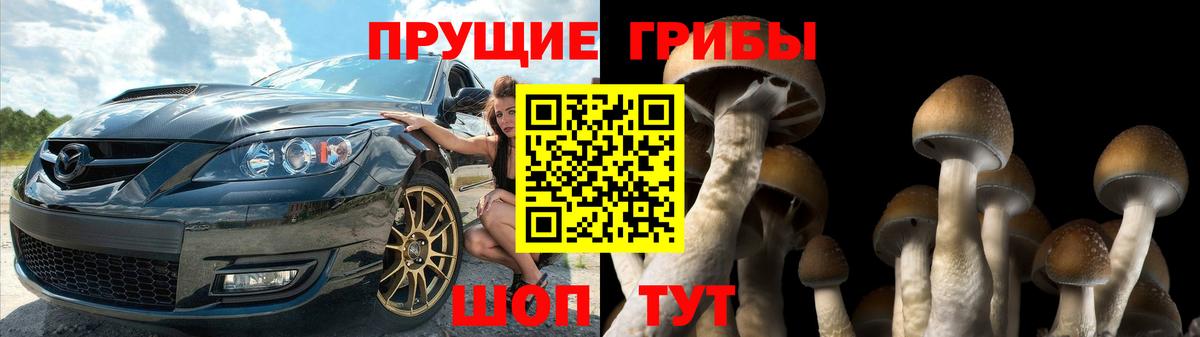 Галлюциногенные грибы Psilocybine cubensis Ярцево